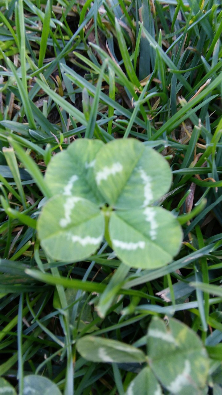 lucky