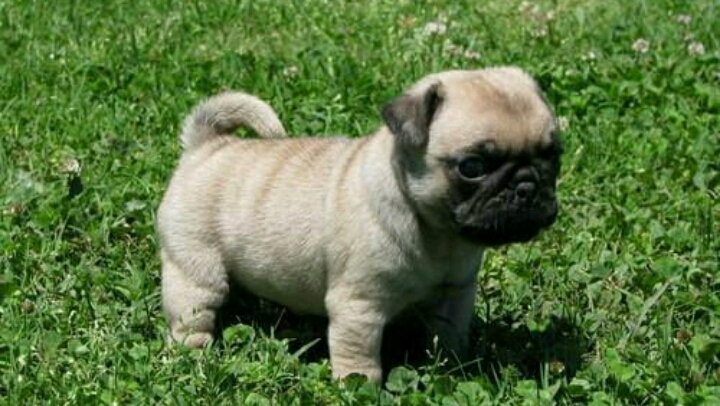 süßer Mops