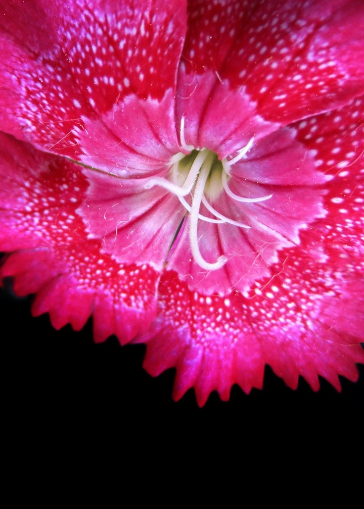 Rainbow pink /China Pink/Dianthus chinensis