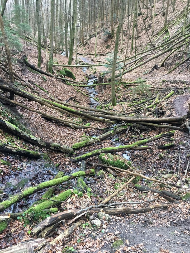 My Forest