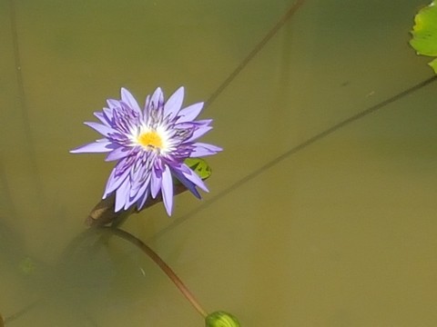 Fleur violette
