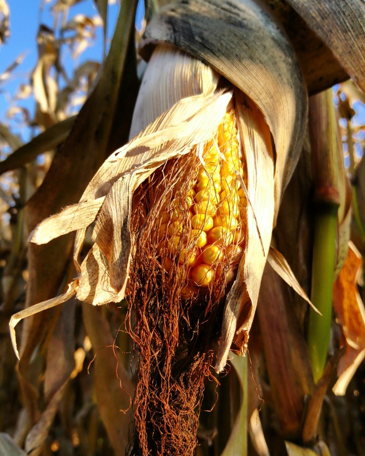 Beautiful Corn