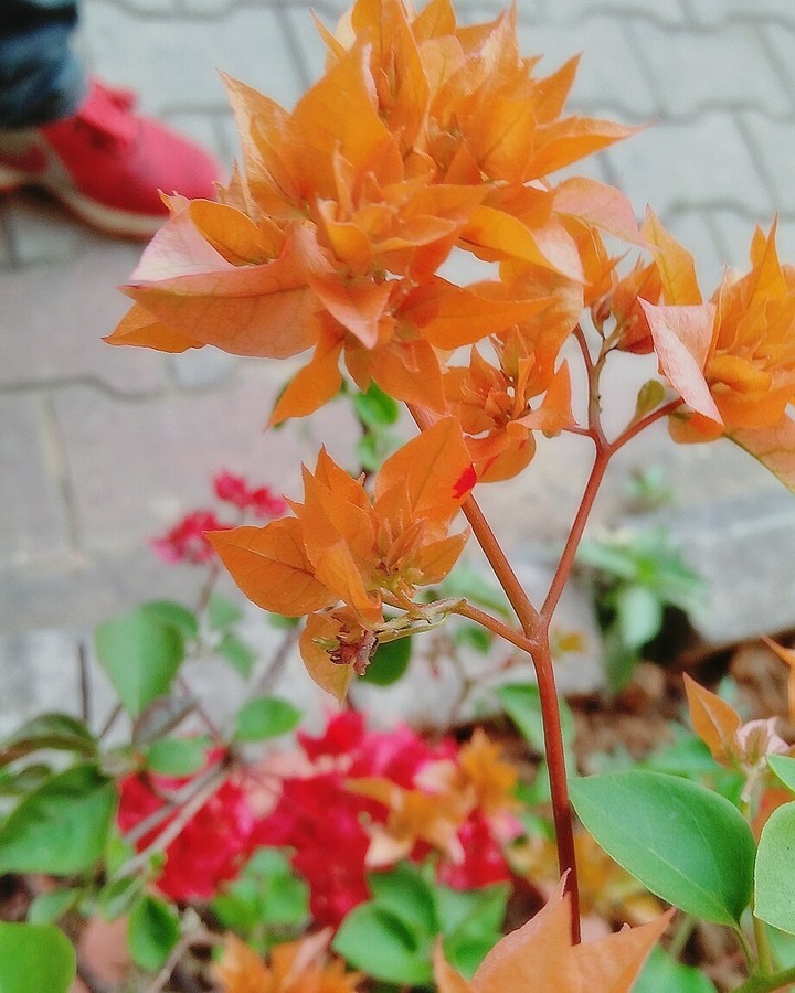 fl