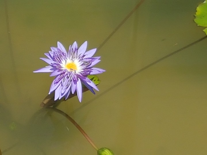 Fleur violette