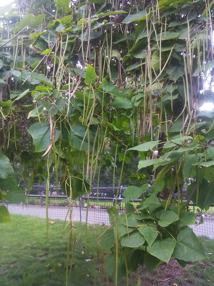 magic tree