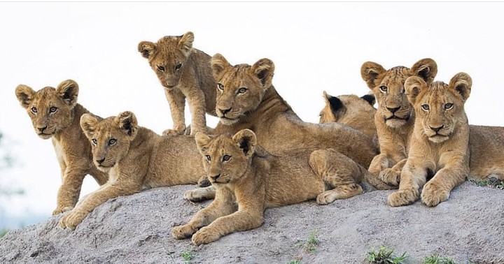 A family