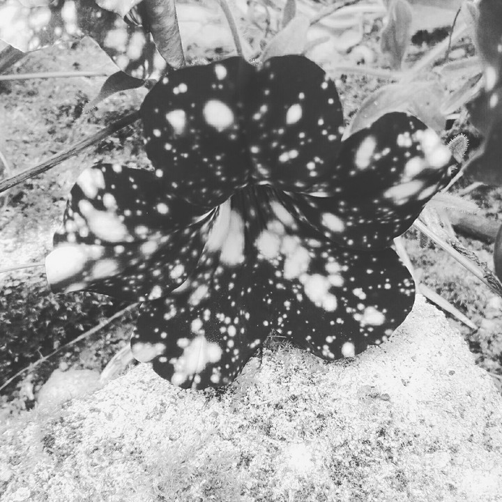 Black flowers