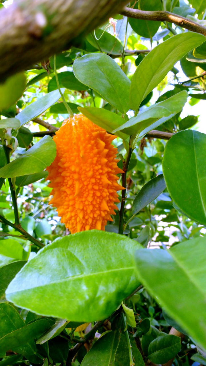 Ripe Bitter guard