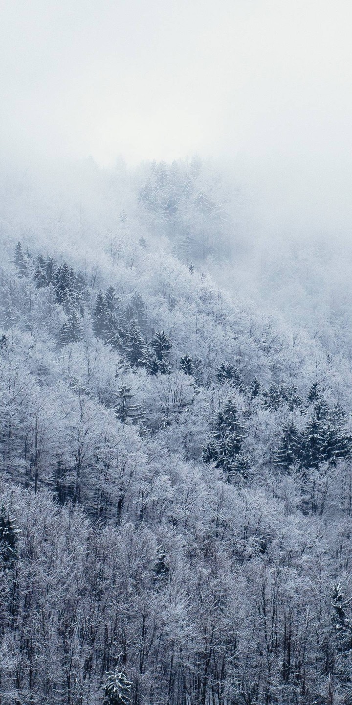 #danger snowfall forest