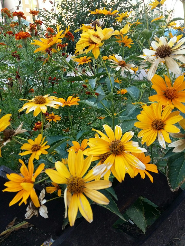 Flowers