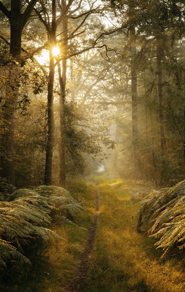 Forest