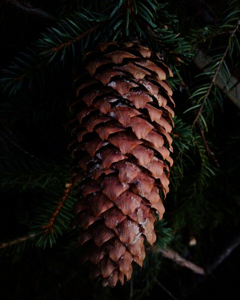 fondos de pantalla spruce, fir