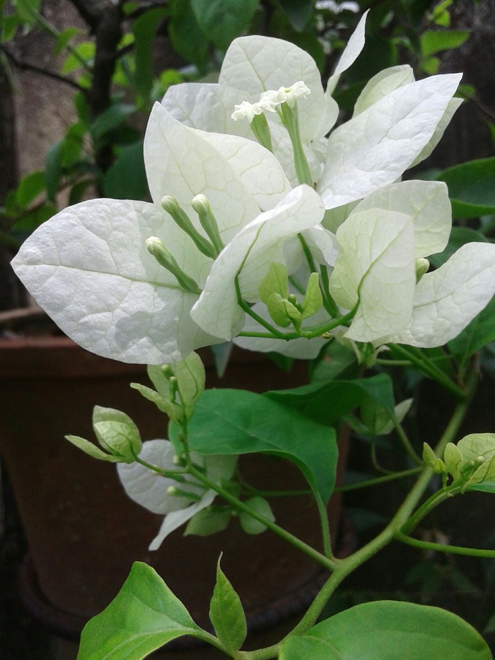 Just a flower