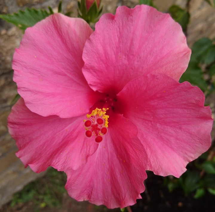 Hibiskus