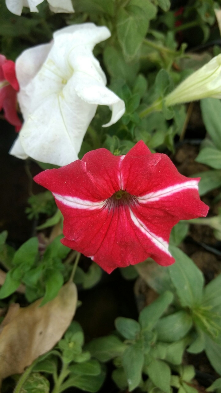 red love