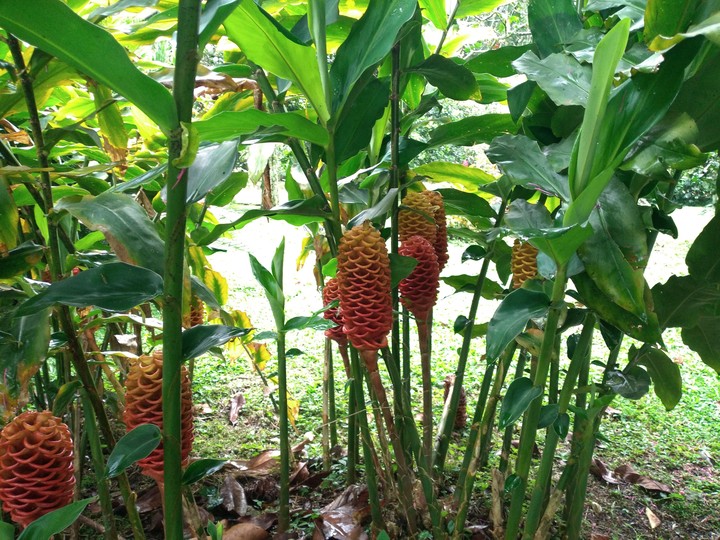 maracas