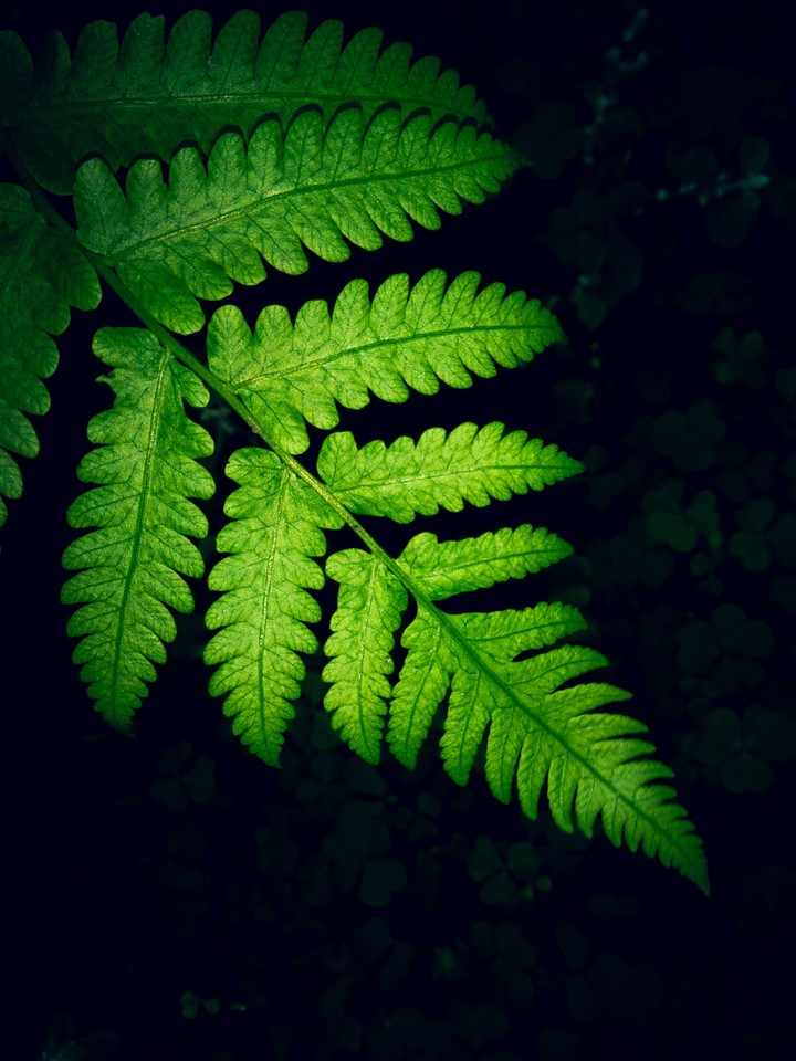 Green leaves