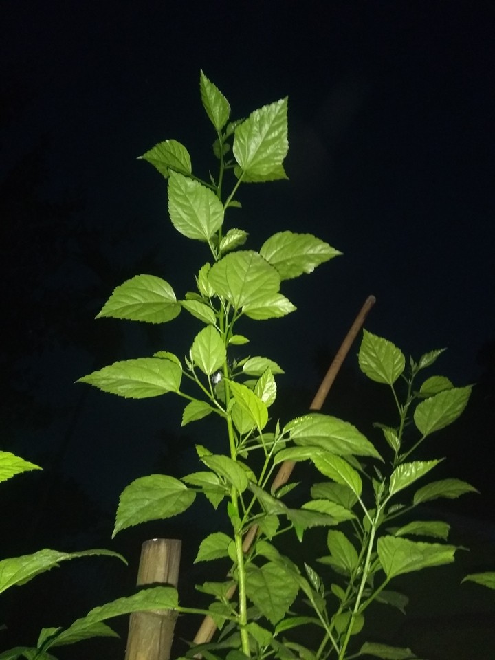 night shot