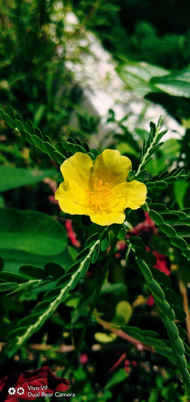 Yellow Flower