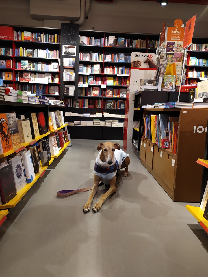 books and dog