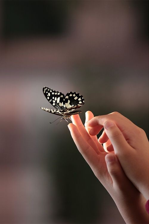 butterfly