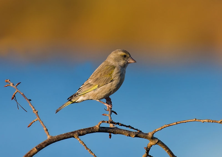 Birdie