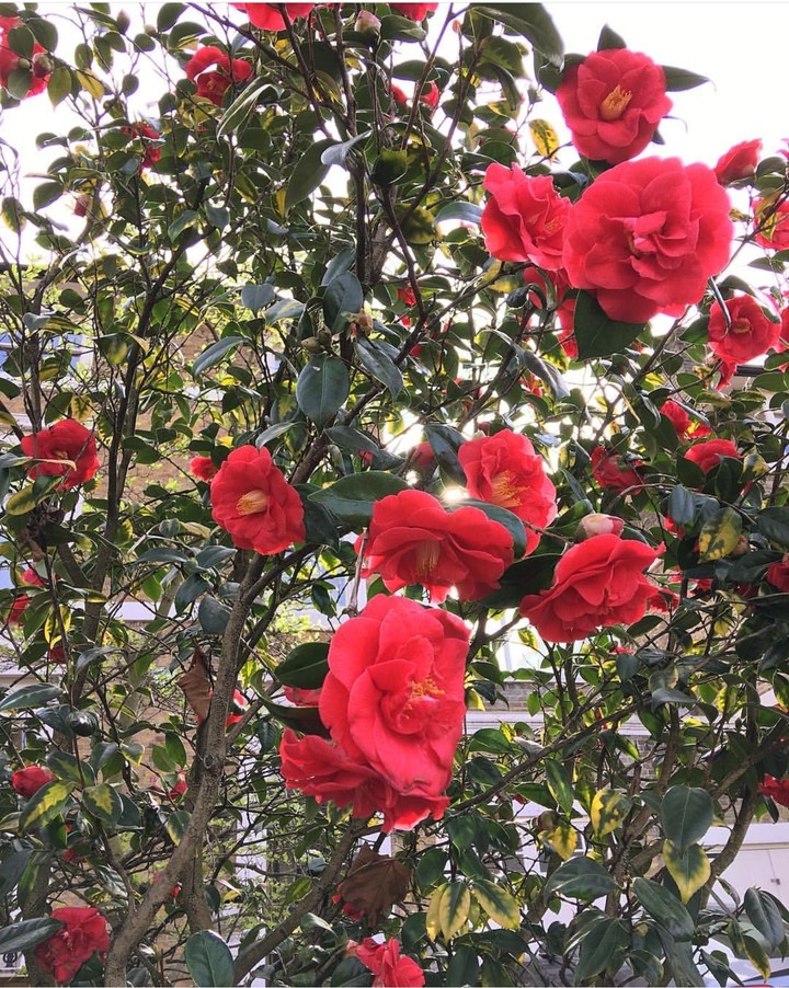 Camellia