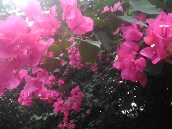 flower
