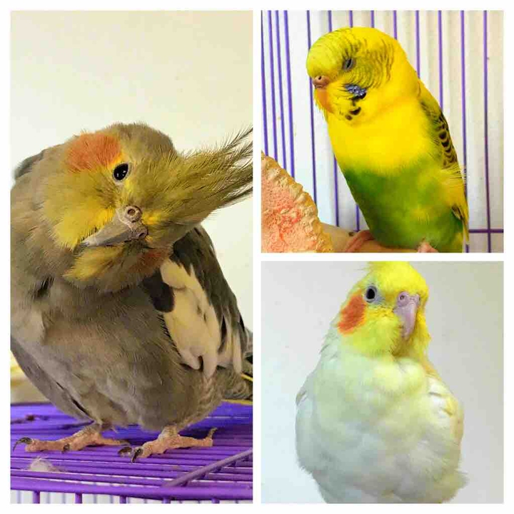 My 3 Pets