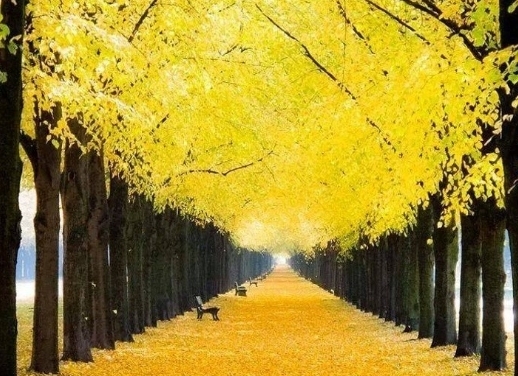 yellow tree road