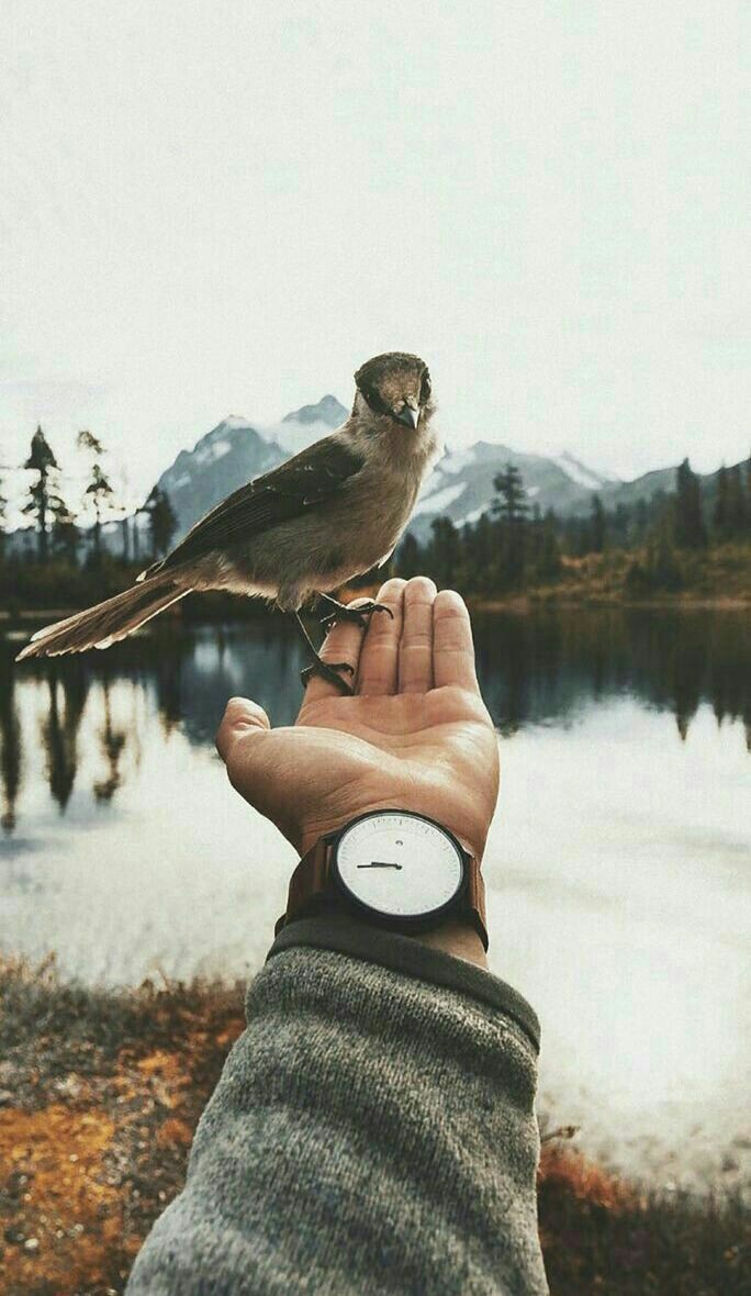 bird