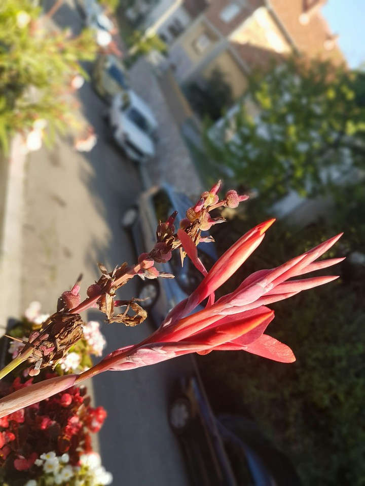 Flower
