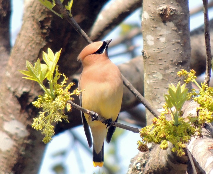 Cedar Waxwing