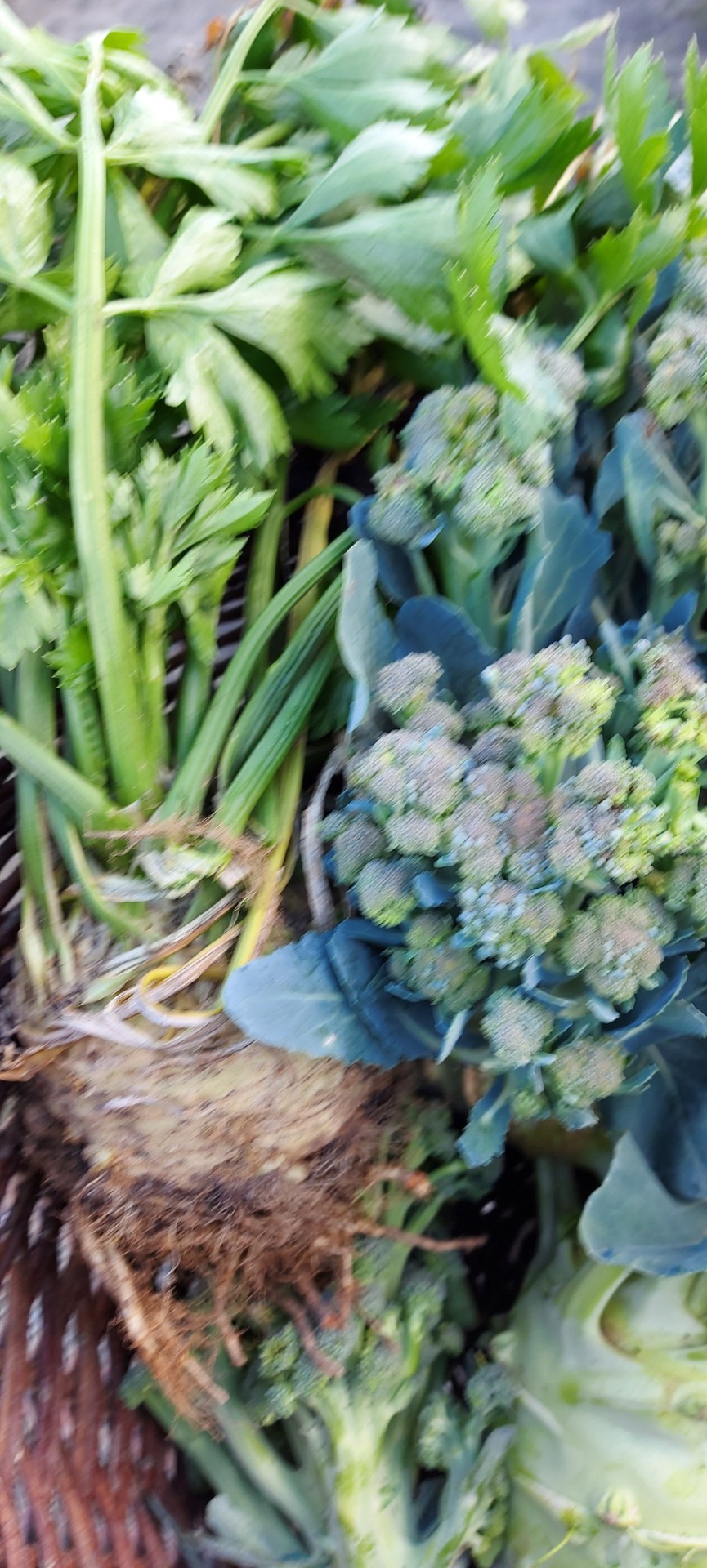 Brokkoli und Sellerie so wie Kohlrabi