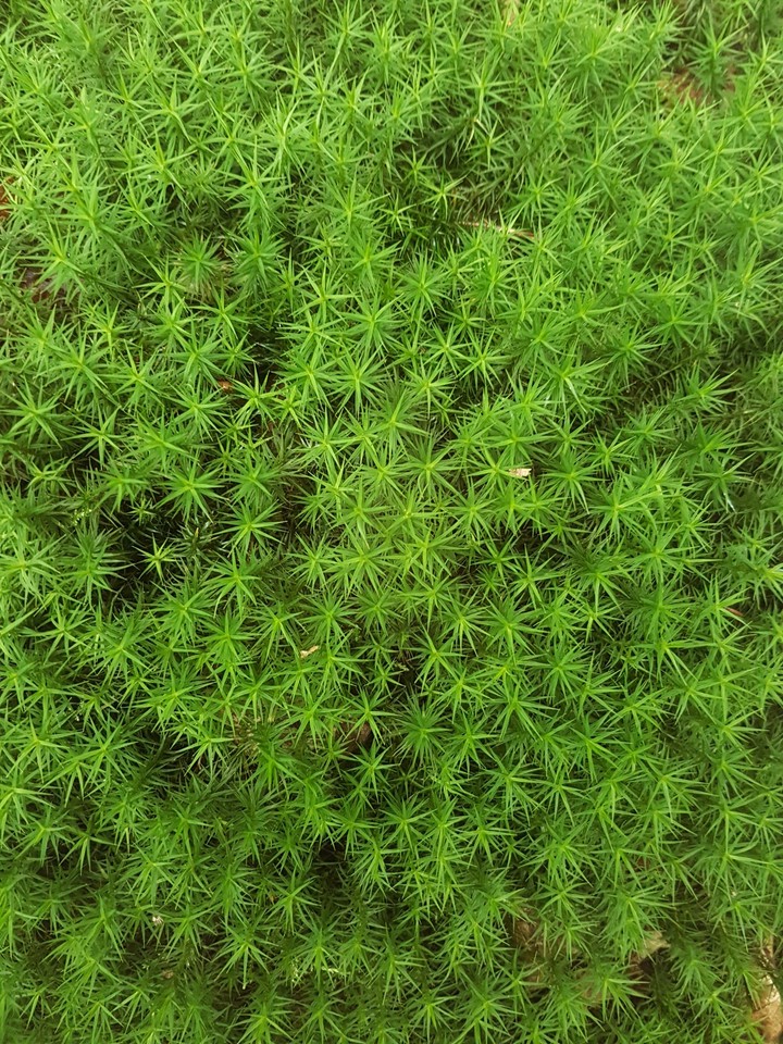 Green Gras