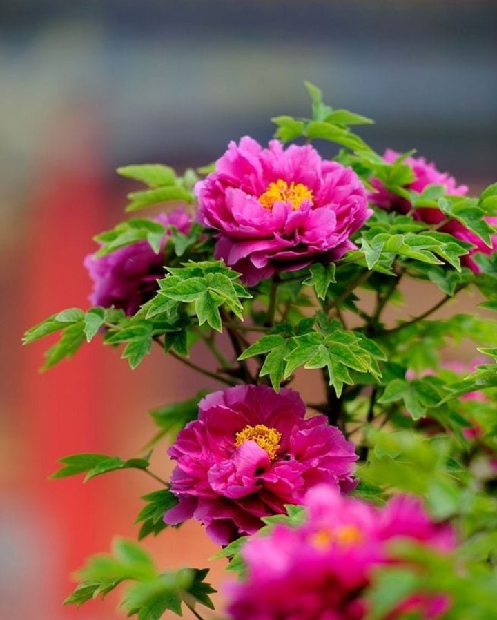 peony