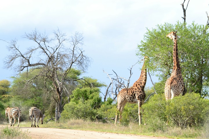 Giraffes and Zebras