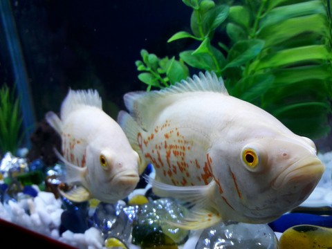 OSCAR FISHES..