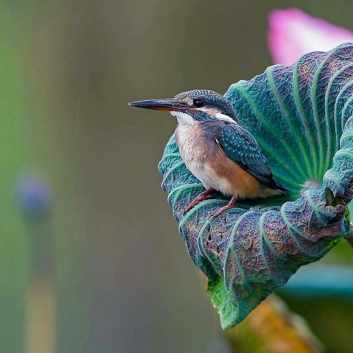 cute bird