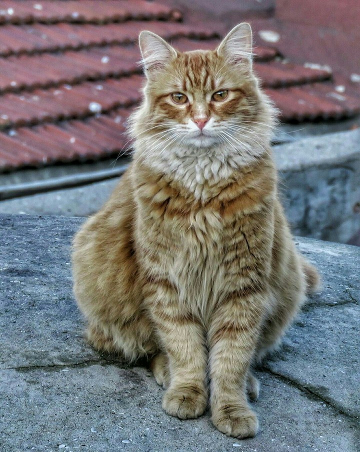 kedi 