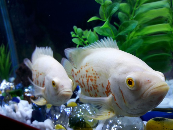 OSCAR FISHES..