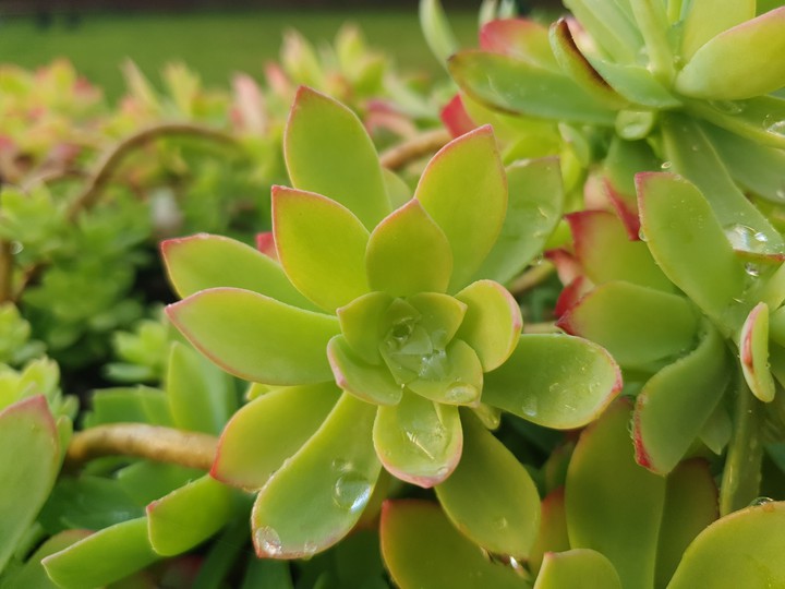 green plant