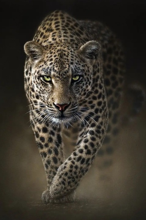 leopard