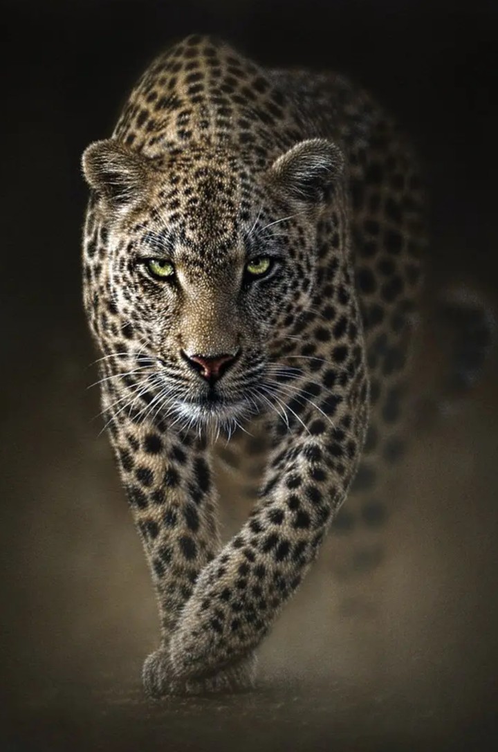 leopard