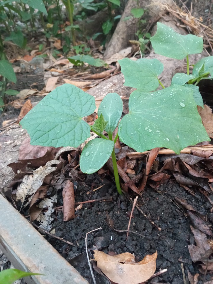 cucumber