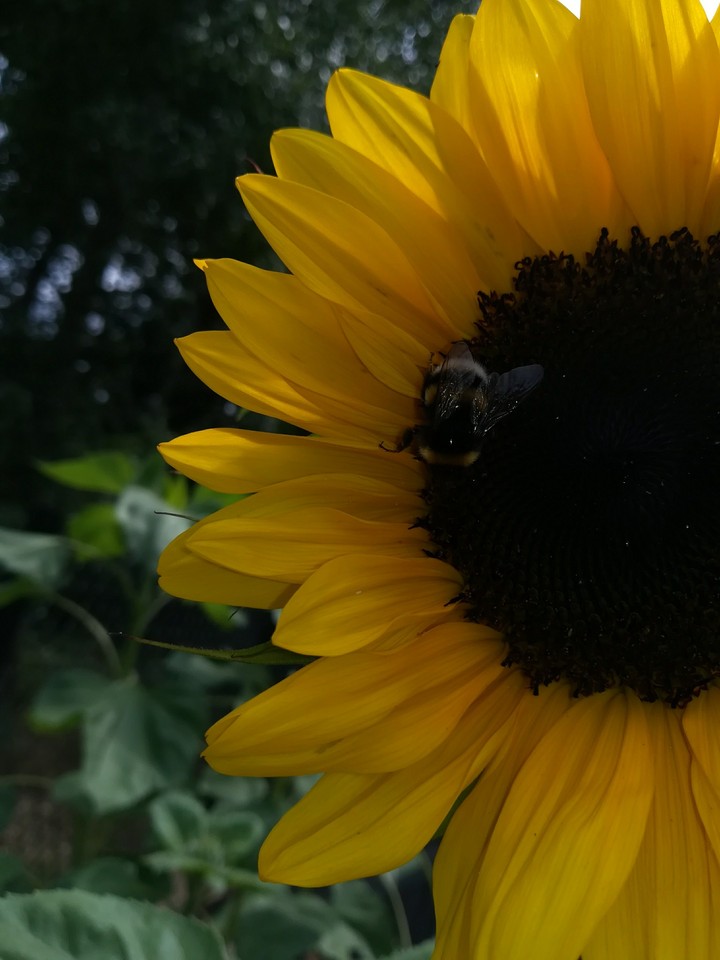 Sunflower