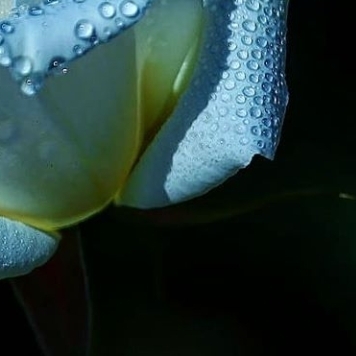 White Rose