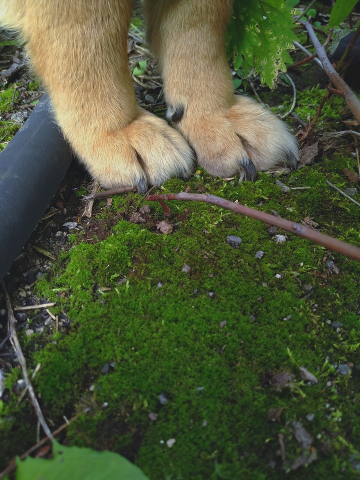 dog