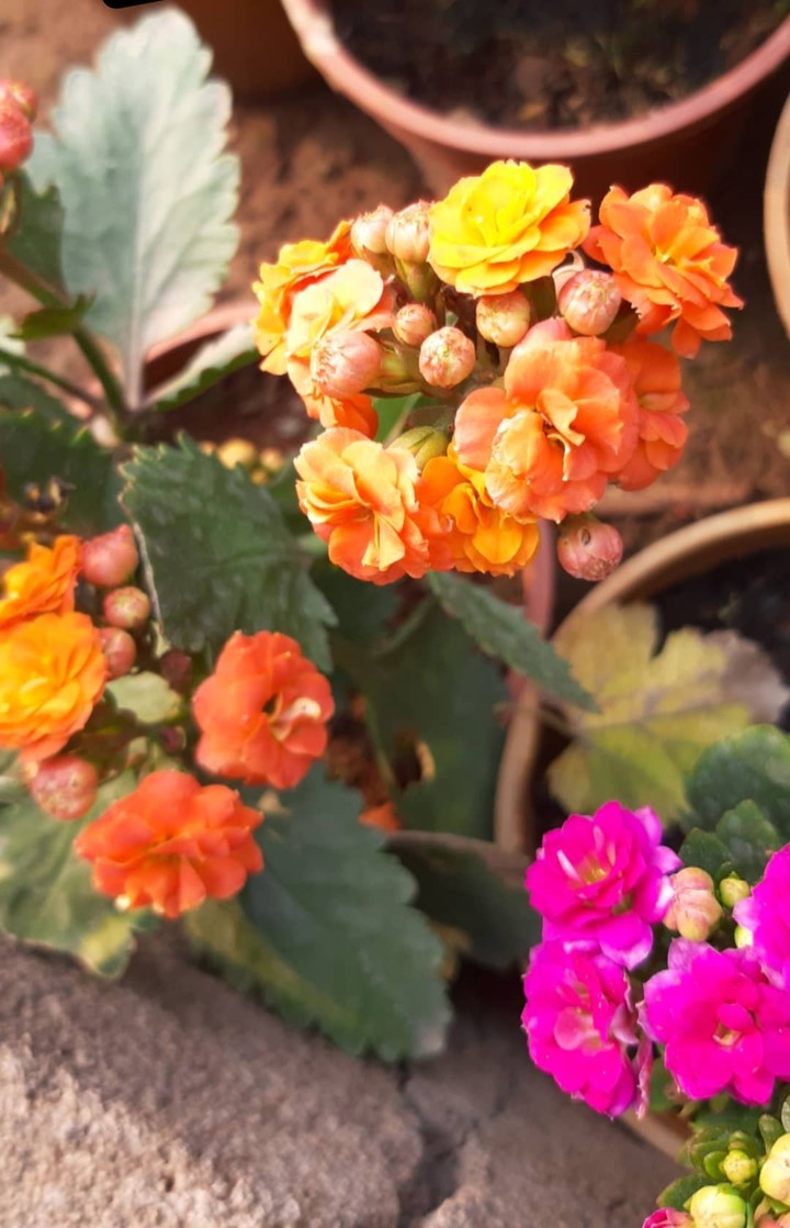 plants 