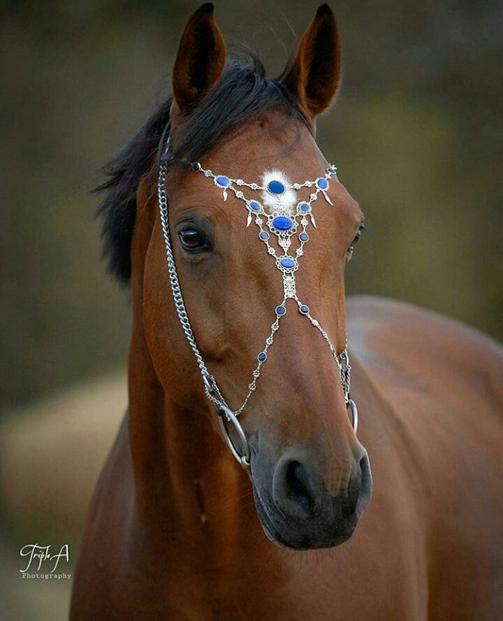 кінь